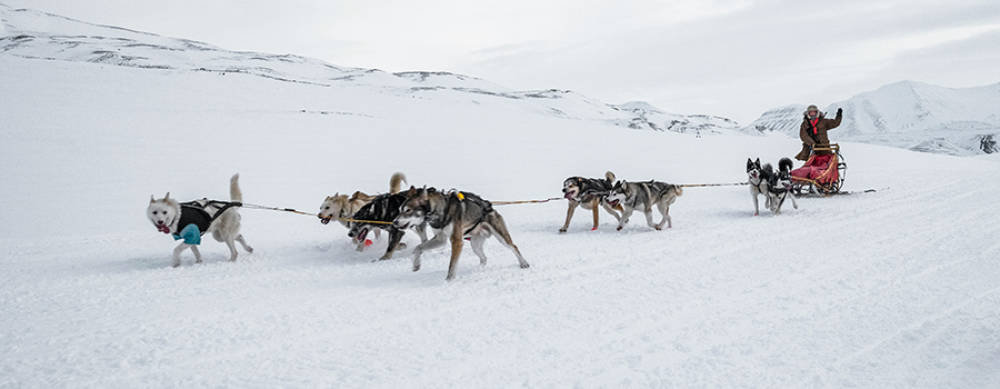 Dog Sledding in Alaska