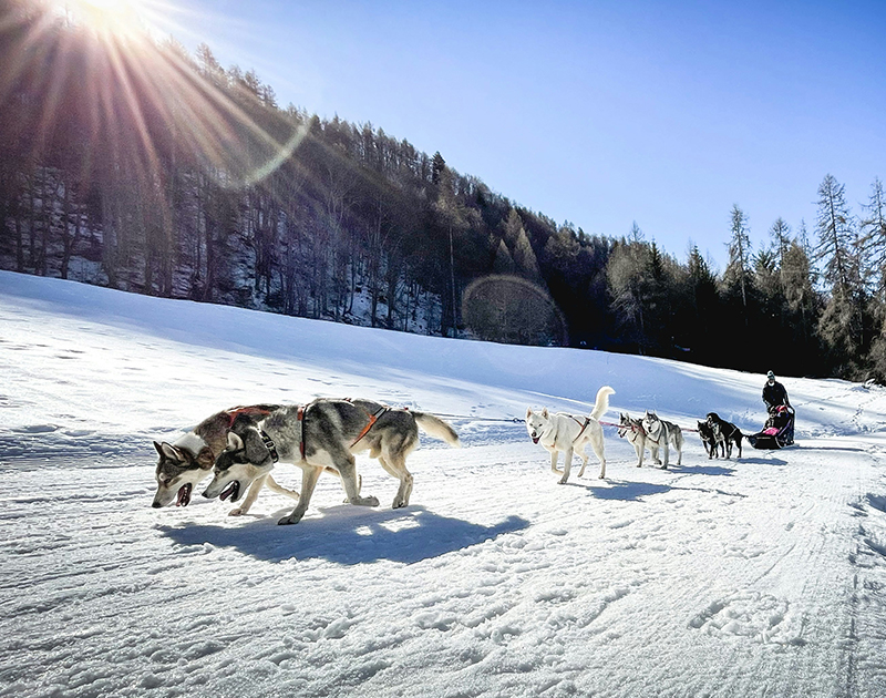 Dog Sledding in Alaska