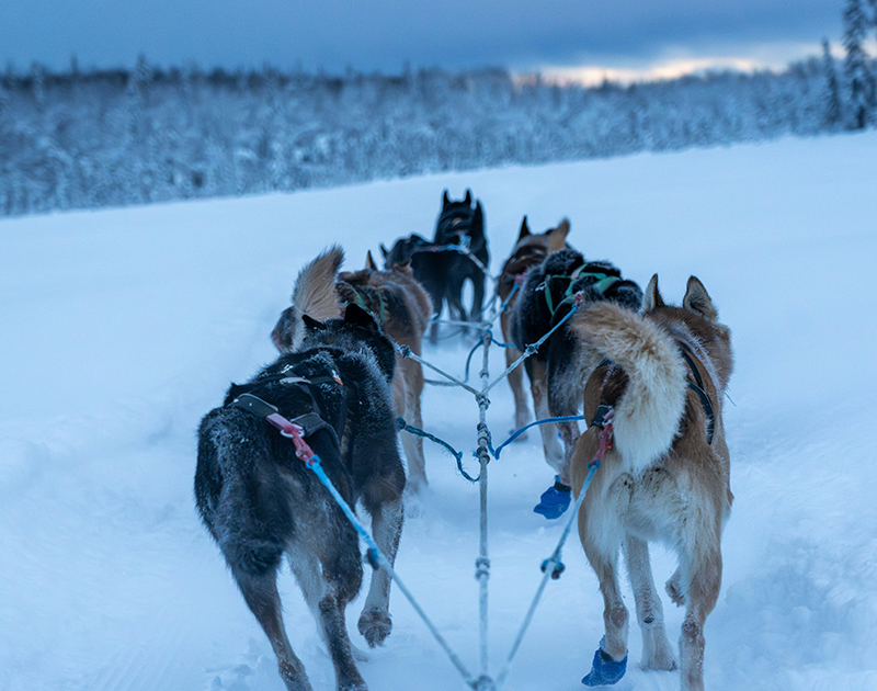 Dog Sledding in Alaska