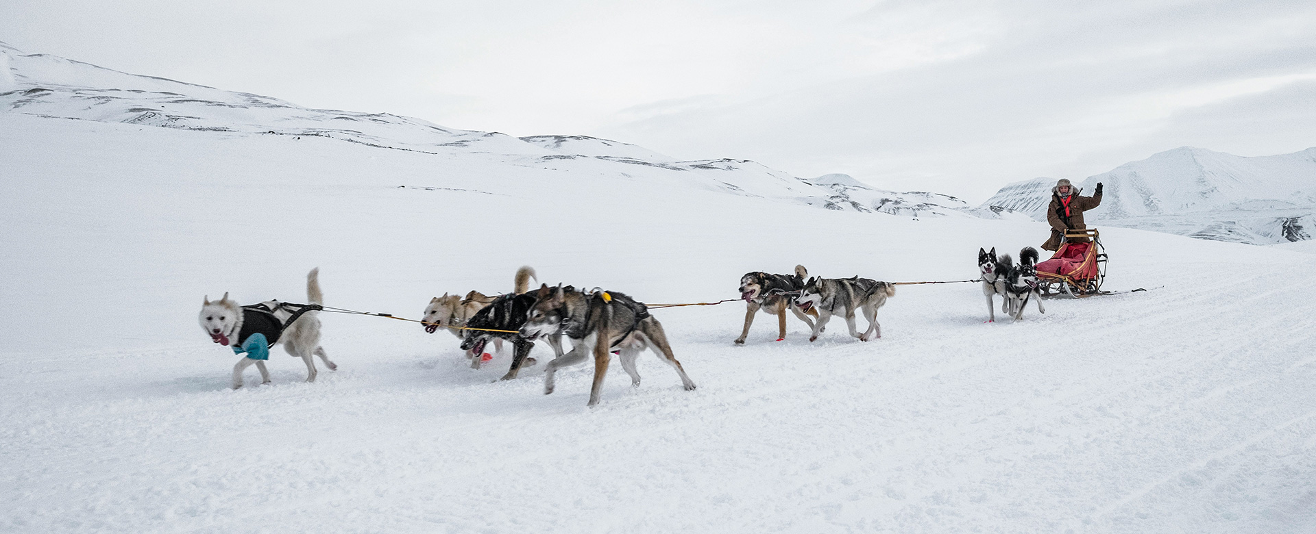 Dog Sledding in Alaska