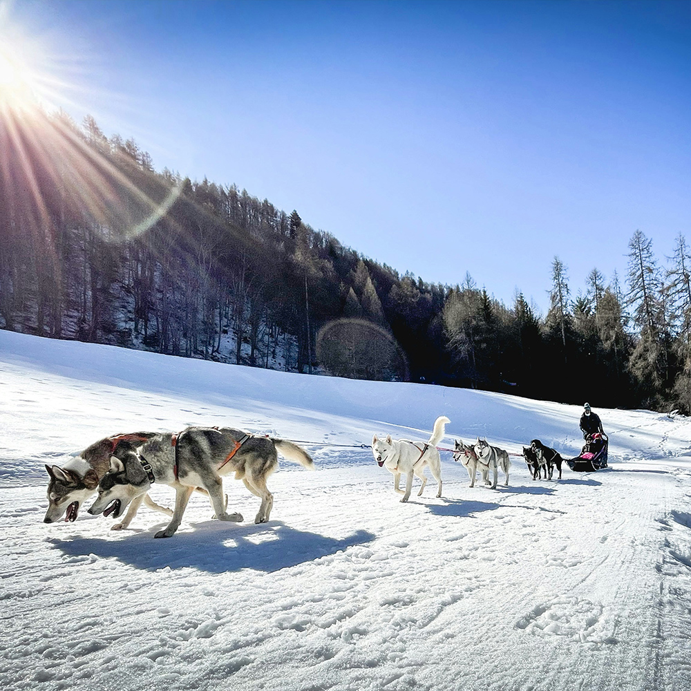Dog Sledding in Alaska