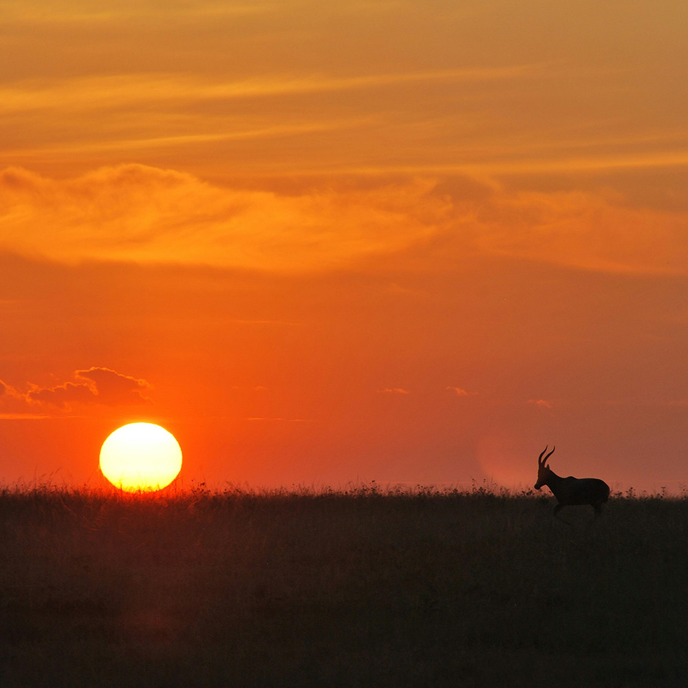 Sunrise Safari in the Serengeti