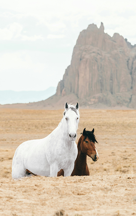 Horseback Riding Across Kazakh Steppes