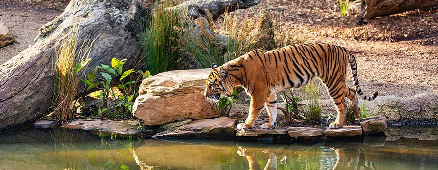 Nature & Wildlife Escapes