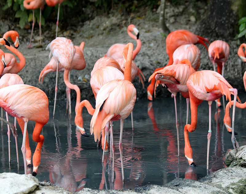 Nature & Wildlife Escapes