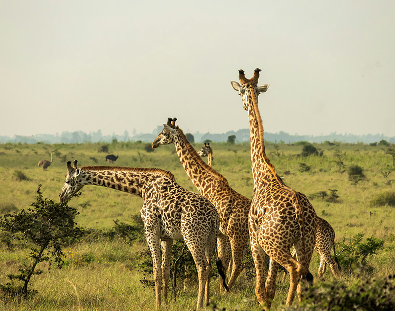 Nature & Wildlife Escapes
