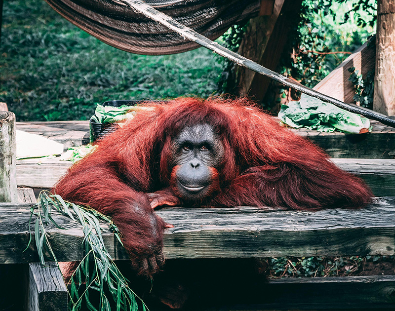 Nature & Wildlife Escapes