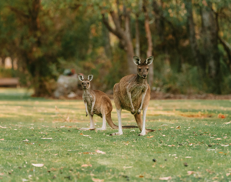Australia