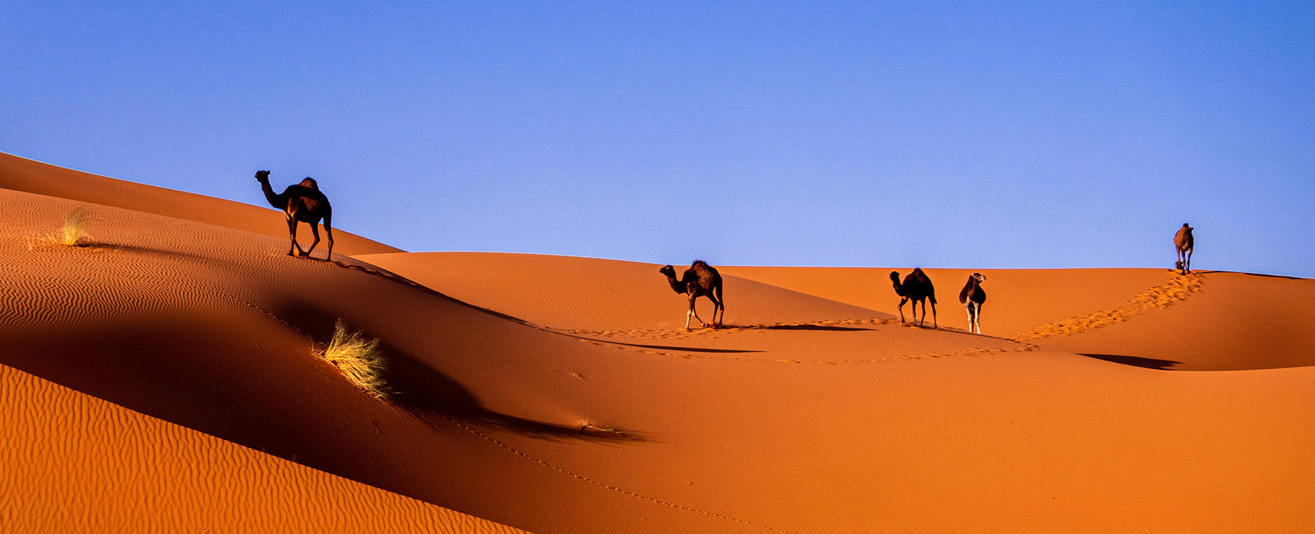 Cultural Expeditions