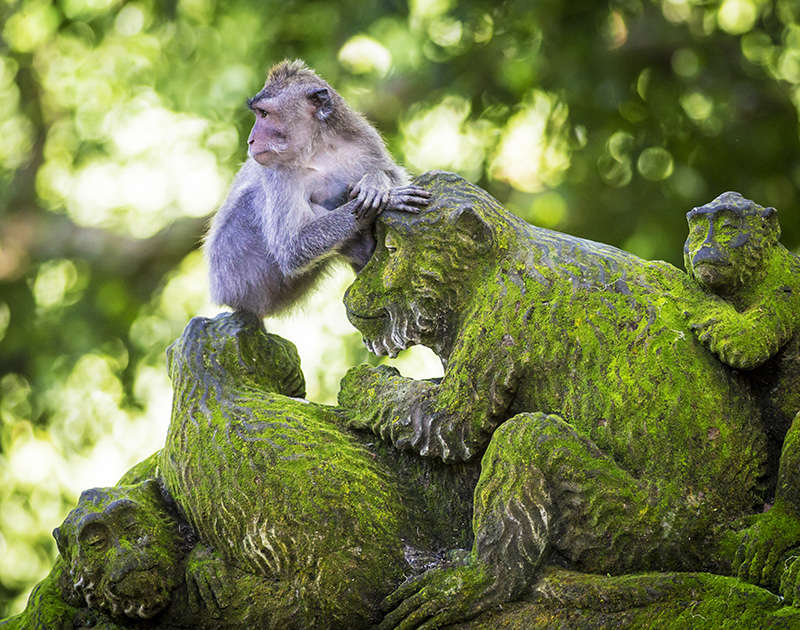 Luxury Escapes to Bali