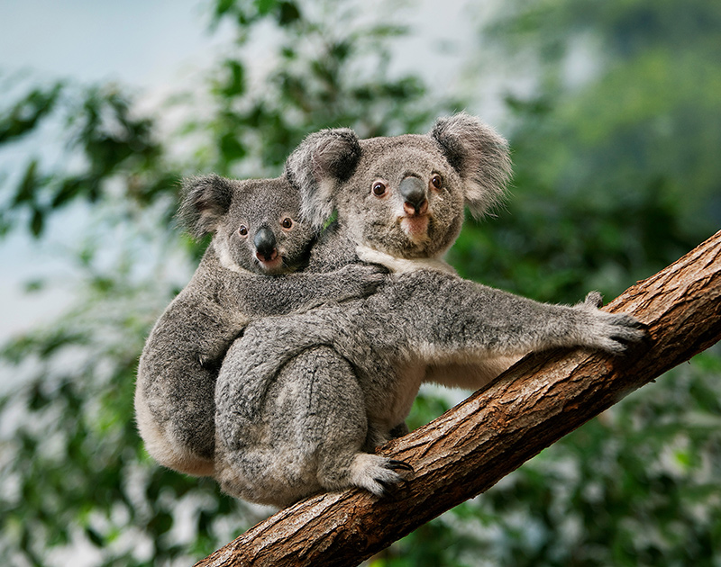 Premium Travel to Australia