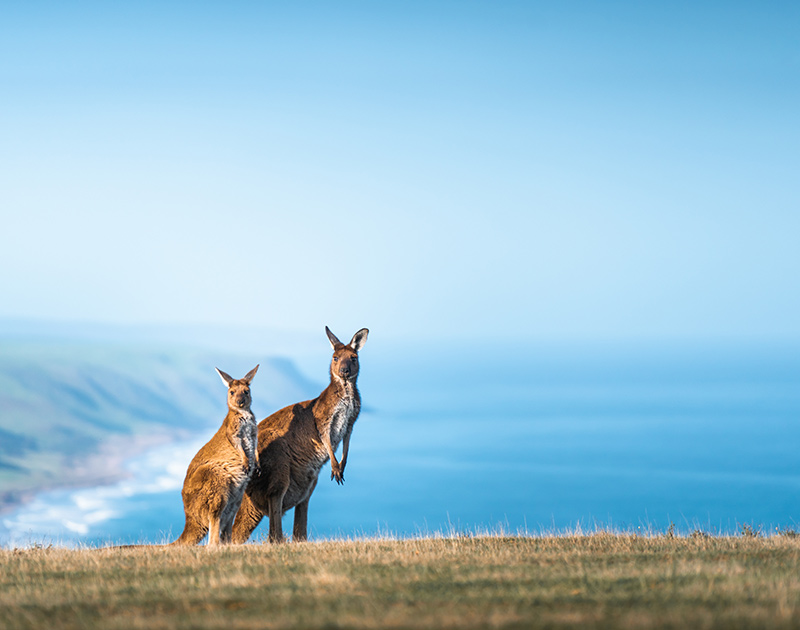 Premium Travel to Australia